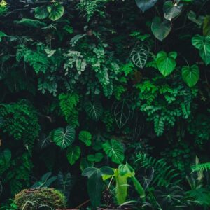 Lush deep green tropical jungle foliage wallpaper mural with dark forest leaves.